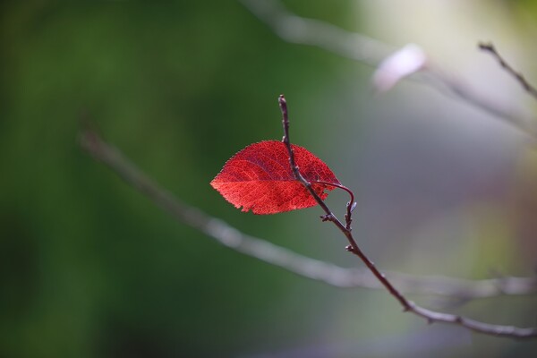 가장 외로운 날엔 [용혜원 시인]
