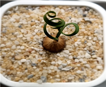 시르탄투스 스피랄리스