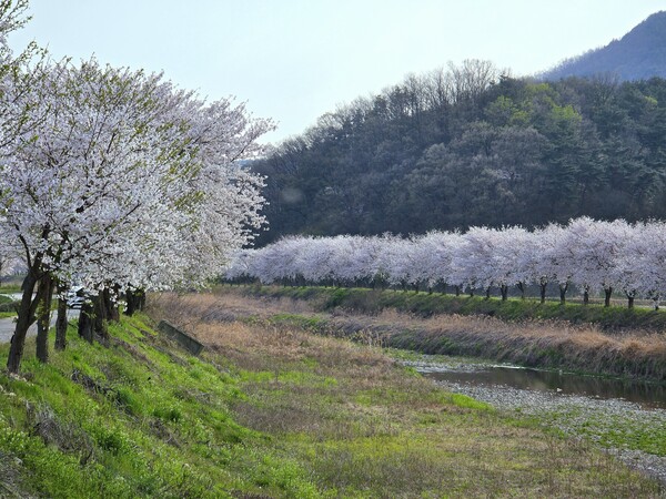 충남 청양군 운곡면 신양천 벚꽃길은 봄이 오면 생각나는 곳이다. 4km에 달하는 둑방 벚꽃길이 장관이다.