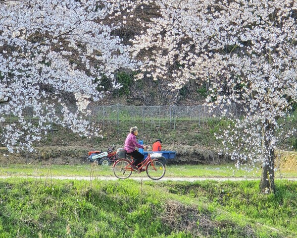 벚꽃이 흐드러진 신양천 벚꽃길을 자전거로 한가롭게 지나는 동네 주민.