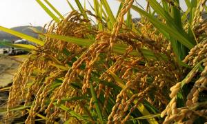 쌀농사 문제, 미래지향적 해법이 시급하다 [류충렬 칼럼]