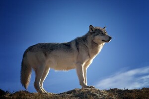 옐로스톤 늑대의 행동 변화: T. gondii 기생충 감염이 리더십과 무리 내 위치에 미치는 영향