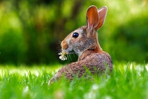 멸종 위기의 아마미 토끼, 기생 식물 씨앗 분산에 중요한 역할 확인