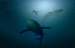 아연이 밝혀주는 고대 해양 포식자의 미스터리: 메가로돈 vs 대백상어