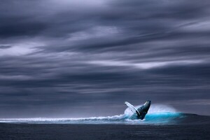범고래들의 연합이 세계 최대 흰긴수염고래를 무찌르다
