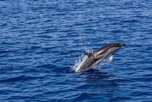 돌고래의 음경 연구로 알아보는 동물의 성행동에 대한 새로운 이해