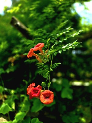 연정(戀情) [김동선 작가]