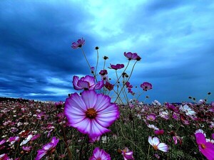 가을 소나타 [김동선 작가]