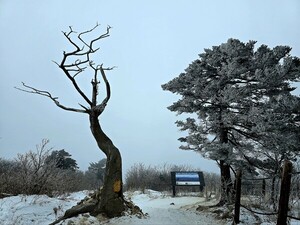 사랑의 길 [김동선 작가]