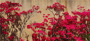 한폭의 봄 [김철홍 칼럼]