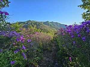 철쭉 연가 [김동선 작가]
