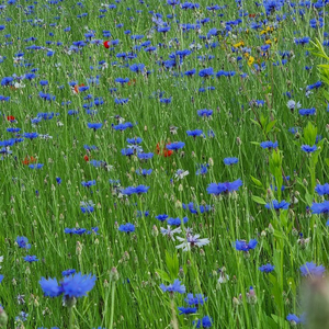 꽃밭에서 [김철홍 칼럼]