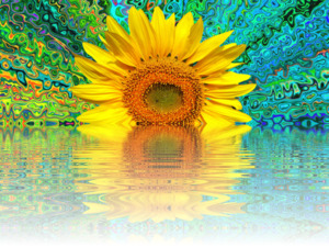 6월 [용혜원 시인]