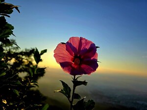 꽃의 의미 [김동선 작가]