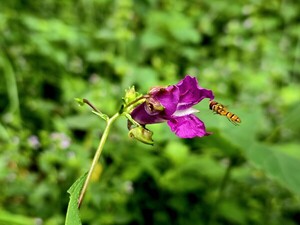 마음이 주인이다 [김동선 작가]